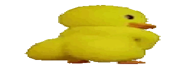 A duck violently shakes its booty
